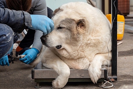 В Нижнем Новгороде волонтеры ищут средства для почти 100-килограммового пса