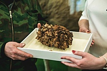 Танцующий гриб из «Швейцарии» стал экспонатом музея Мининского университета