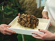 Танцующий гриб из «Швейцарии» стал экспонатом музея Мининского университета