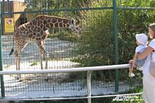 Директор Белгородского зоопарка рассказал о причинах смерти жирафа Сафари