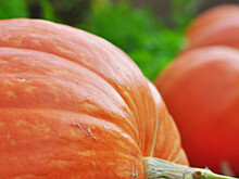 Тыкву весом в 501 кг вырастил любитель-бахчевод из Подмосковья