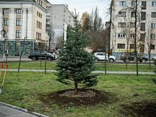 В сквере Трудовой славы высадили 9 голубых елей из Кабардино-Балкарии