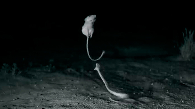 В режиме ниндзя: ожесточенная схватка кенгуровой крысы и змеи попала на видео