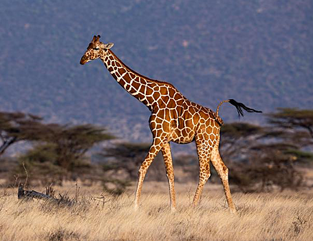 Ученые выявили разделение жирафов на четыре эволюционные линии