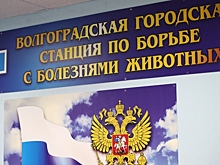 Волгоградские зоозащитники одобрили допмеры по взаимодействию с бездомными животными