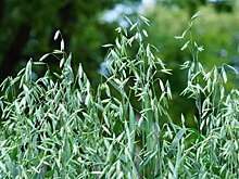 Борьба с овсюгом – как это делается в Канаде