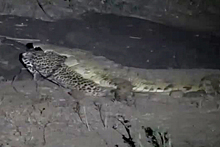 Огромного крокодила с леопардом сняли на видео