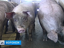 Из чего сделана колбаса воронежцев, расскажет система «Меркурий»