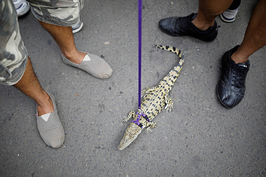 Из подвальных вод дома в Петербурге вынырнул крокодил