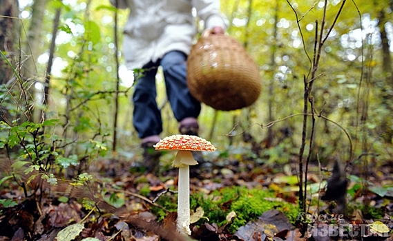 В Курской области семь человек отравились грибами