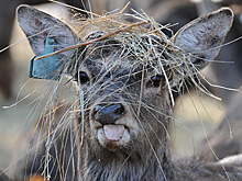 В WWF России предложили подкармливать копытных животных на Дальнем Востоке