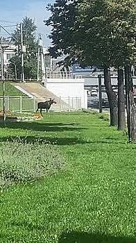 Прогуливавшийся в Москве лось попал на видео