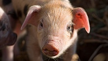 В Японии вывели первую свинью, органы которой могут прижиться у человека