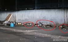 Жители Курска жалуются, что мусорную площадку на Звездной атаковали крысы