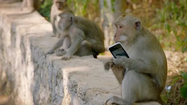 Туристам на заметку: 8 стран, в которых выявили оспу обезьян