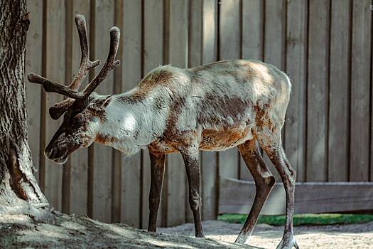 В Финляндии обвинили Россию в гибели оленей