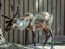 В Финляндии обвинили Россию в гибели оленей