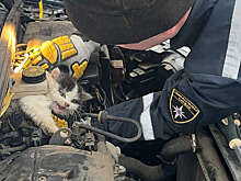 В Москве на видео попало спасение котенка из-под капота