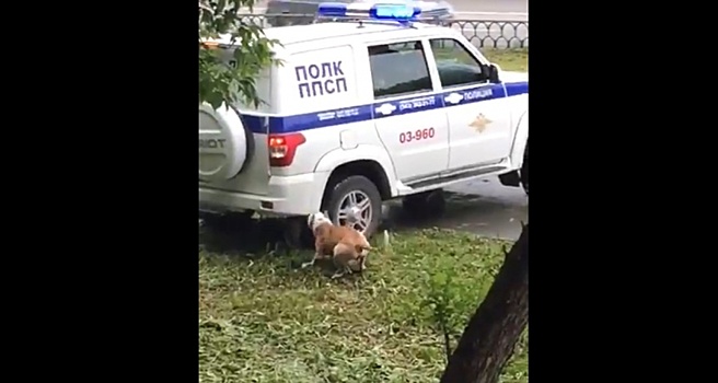«Существовала угроза жизни»: кинологи — о действиях полицейских, застреливших пса на Уралмаше