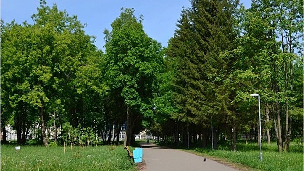 В парке Гагарина появится живая изгородь?