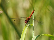 В Москве зафиксирован рост численности стрекоз