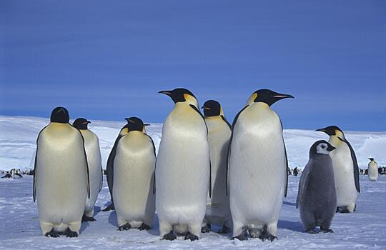 Пингвинам понравилось глобальное потепление