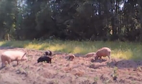 Стадо свиней и алабай терроризируют жителей карельской деревни Авдеево
