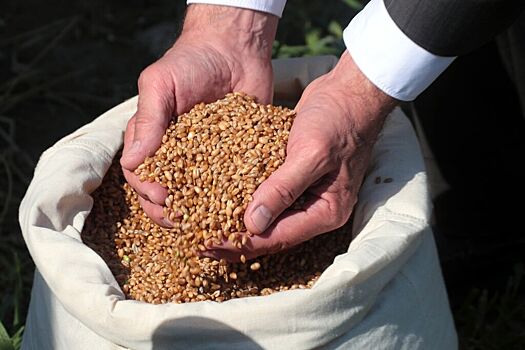 В России предложили до осени ограничить экспорт зерна и сахара