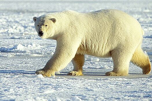 Ученые наденут на белых медведей ошейники для наблюдения за миграцией