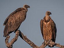 Стервятники поселились в Московском зоопарке