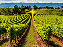 Подмосковье в следующем году выпустит 30 тысяч бутылок вина