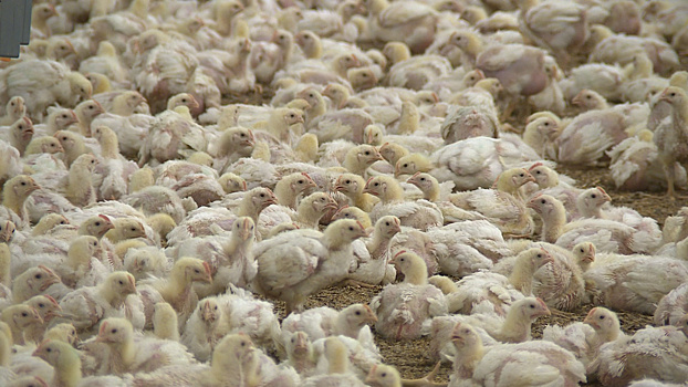 От яйца до прилавка: как выращивают бройлеров на крупнейшей птицефабрике Иссык-Куля?