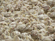 От яйца до прилавка: как выращивают бройлеров на крупнейшей птицефабрике Иссык-Куля?