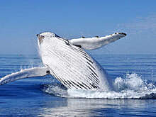 "Роснефть" продолжит исследовать китов