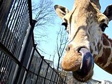 Петербуржец требует закрасить граффити веселого жирафа в Шушарах