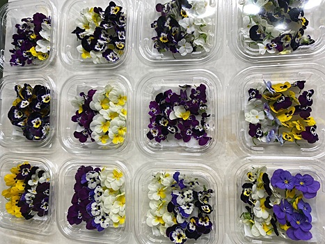 Новосибирская компания начала выращивать съедобные цветы, собран первый урожай