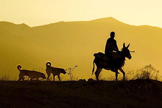 Мужчина пересек пустыню Турции на осле после одного сна. Как это изменило его жизнь?