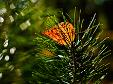Содержание серы снизилось в хвое деревьев на востоке Кузбасса
