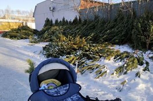 Пик после Крещения: Владивостокцы активно сдают елки в Ботанический сад
