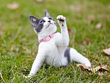 Почему котики такие милые (с научной точки зрения)