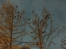 Чумазые вороны оккупировали центр Новосибирска из-за новогодней иллюминации