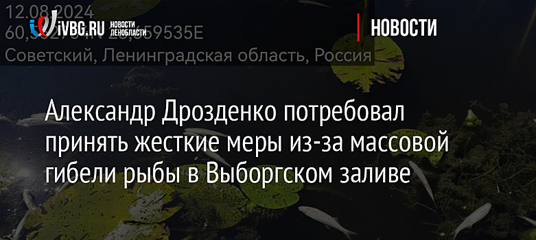 Александр Дрозденко потребовал принять жесткие меры из-за массовой гибели рыбы в Выборгском заливе