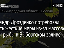 Александр Дрозденко потребовал принять жесткие меры из-за массовой гибели рыбы в Выборгском заливе