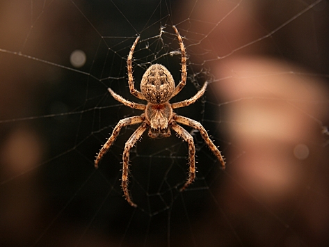 Биолог опроверг миф о съеденных во сне пауках