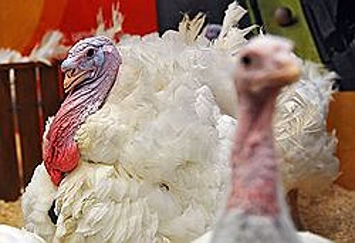 «Россельхозбанк» вмешался в индюшачий вопрос