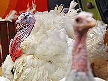 «Россельхозбанк» вмешался в индюшачий вопрос