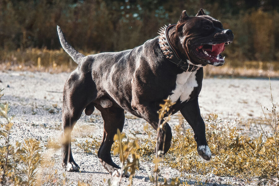 Бойцовская собака чуть не растерзала женщину возле российской школы