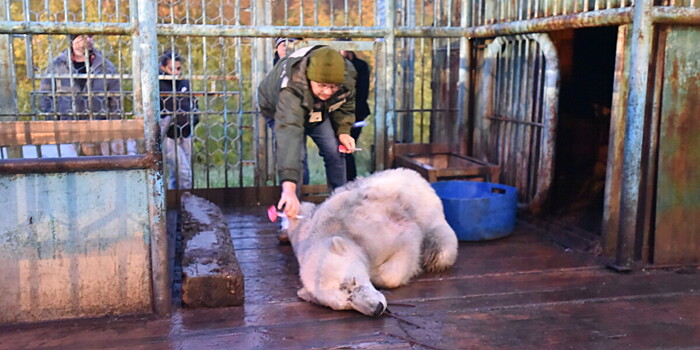 Из Арктики – в Москву: как спасают белого медведя с Диксона