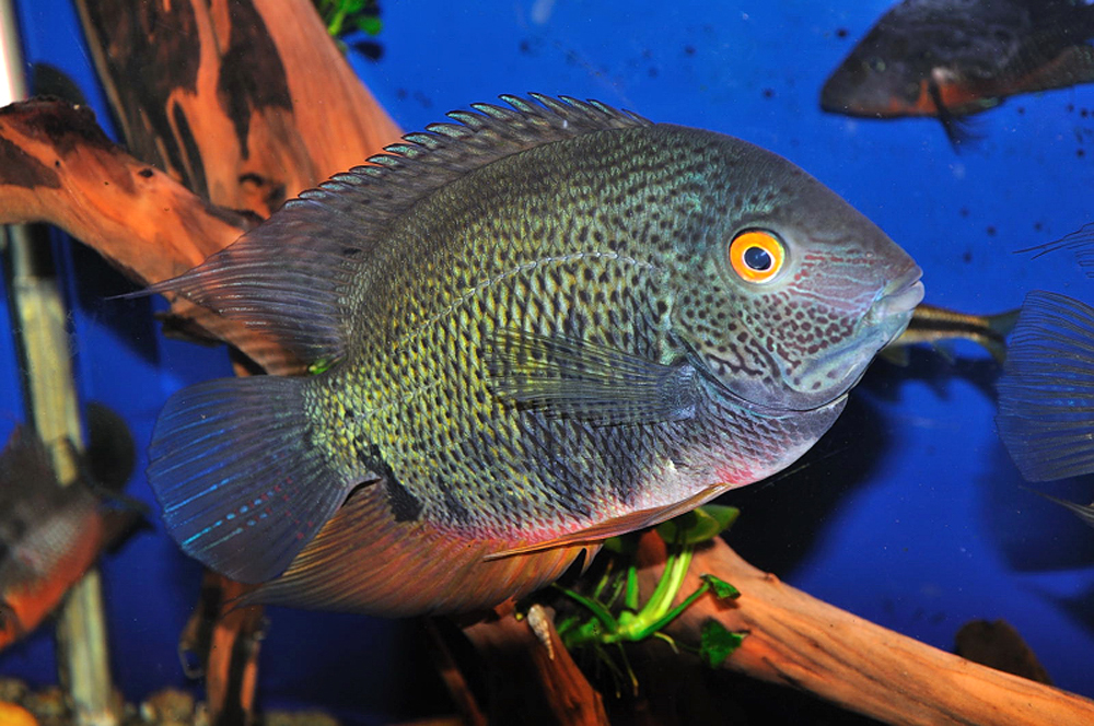 Океанариум Sochi Discovery World Aquarium, Сочи, Россия, Европа