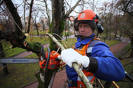 Обрезку деревьев проведут в Рязановском